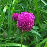 *Клевер.Trifolium alpestre L. (семейство Fabaceae)Клевер альпийский :: vodonos241 