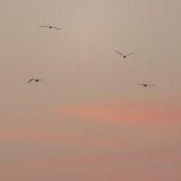 Чайки в закатном небе :: Natalia Harries