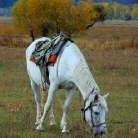 Белая лошадка. :: nadyasilyuk Вознюк