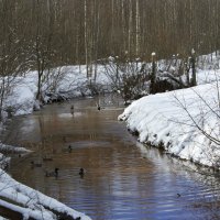 гнездовье уток :: Владимир 