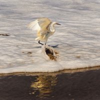 Питомцы Перу. Snowy Egret :: Svetlana Galvez