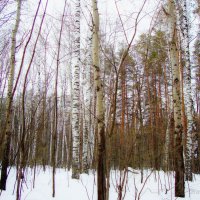 Начало марта в лесу :: Raduzka (Надежда Веркина)