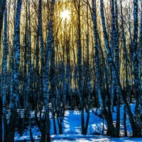 Весенние лес :: Виктор Корочкин 