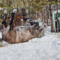 В верх колёсами. :: Дмитрий 