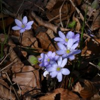 в лесу маленькие признаки весны :: Heinz Thorns
