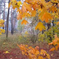 Краски осени :: Геннадий Худолеев Худолеев