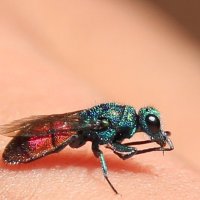 Цветная муха на ладони :: Taty Ivko
