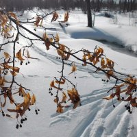 На болоте! :: Владимир Шошин