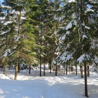 А в лесу ещё зима....... :: Валентина Жукова