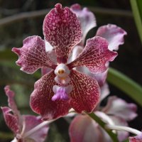 цветок орхидеи :: vg154 