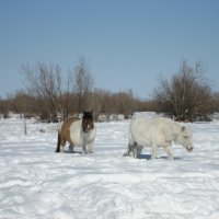 Якутские лошади :: Anna Ivanova
