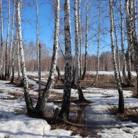 Разбудила Весна спящий лес ото сна ... :: Татьяна Котельникова