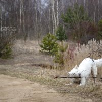 Одри на прогулке :: Ольга Милованова