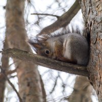 Уставшая белочка :: Виктор Печищев