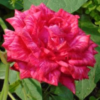 садовая  роза :: ольга хакимова