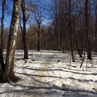 Еще в лесах белее снег :: Андрей Лукьянов
