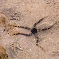 Змеехвостка в Красном море :: Светлана Карнаух