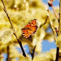 Свежие бабочки весны 2019  4 :: Александр Прокудин