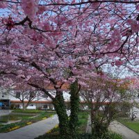 Под сенью вишневых цветов... :: Galina Dzubina