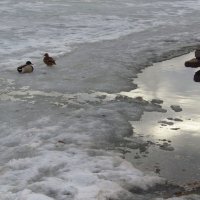 И они называют это 1 апреля :: Андрей Лукьянов