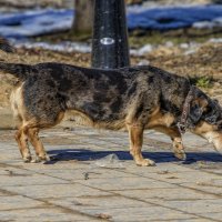 След взят. :: Анатолий. Chesnavik.