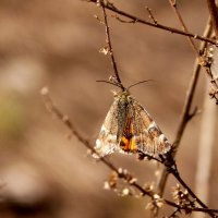 Свежие бабочки весны 2019  7 :: Александр Прокудин