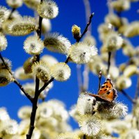 Свежие бабочки весны 2019  8 :: Александр Прокудин