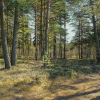 Весенний лес. :: Роланд Дубровский