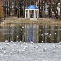 Коммунальные службы наводят порядок в городе :: Милешкин Владимир Алексеевич 