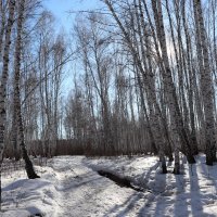 Разбудила Весна спящий лес ото сна ... :: Татьяна Котельникова