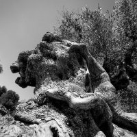 Апулия. Старинная реликтовая оливковая роща :: Евдокия Даренская