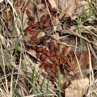 Весенний призыв :: Сеня Белгородский