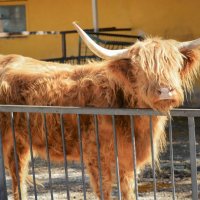 Шотландская корова с челкой :: Ольга (crim41evp)