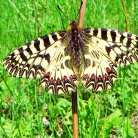 Семейство Парусники (Papilionidae). Поликсена, или зеринтия Поликсена (лат. Zerynthia polyxena) :: vodonos241 
