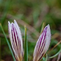 Crocus :: Inga Tokar 