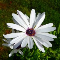 Белый цветок :: Зоя Чария