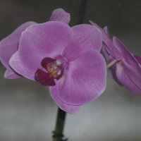 Орхидея. :: Юрий Карелин 