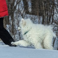 Вместе весело шагать... :: Виктор Иванович Чернюк