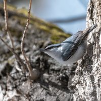 ПОПОЛЗЕНЬ :: Володька Завитушкин