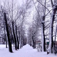 После Снегопада... :: Дмитрий Петренко