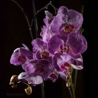 Орхидея :: Руслан Веселов