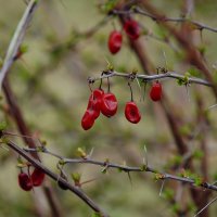 Барбарики перезимовали :: Сеня Белгородский