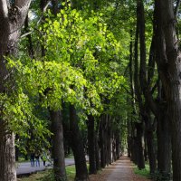 Аллея в старом парке :: Людмила Финкель