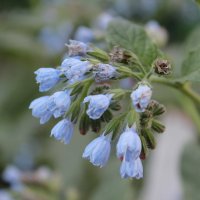 Синие цветы :: Ольга Сельницына