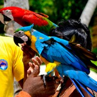 Попугаи, Доминиканская Республика :: Игорь Гринивецкий