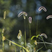 Утреннее солнце :: Виктор Алеветдинов