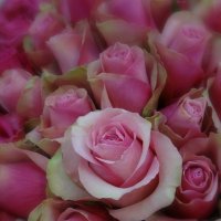 Нас розы нежный аромат манит в мечтательные дали... :: Ольга 