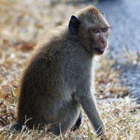 Обезьянка :: Арсений Медведев