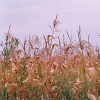 Уже не кукуруза :: Дарья Карпова