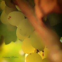 Гроздь винограда :: Анастасия Вадова